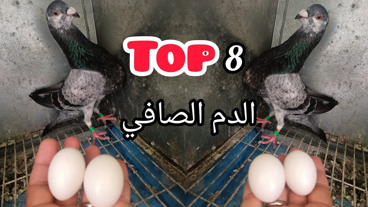 💥💥حمام خينيسي فويلو دم نقي💯💯 مانويل وسلفادور 🤯🤯0670334190📞