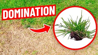 How to Control Poa Annua aka Annual Bluegass, Ryegrass and Fescue in the Lawn