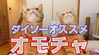 ダイソーの猫おもちゃをもう一つ買っていた「ふわふわしっぽ付き猫じゃらし」