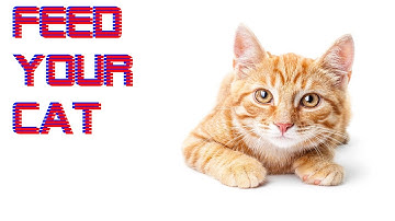 Feed Your Cat - Indie Horror Game - Full Playthrough / ALL ENDINGS