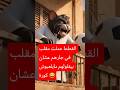 القطط عملت مقلب في القط جارهم قطط مضحك مقالب Cat Kitten قطط كتاكيت Funny كتاكيت 