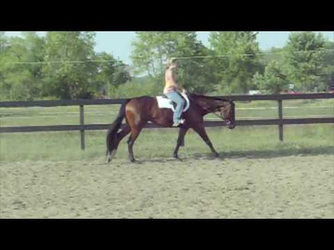 AQHA Mare For Sale Yes I Have A Minute