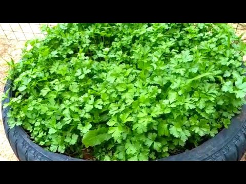 لا تنسى تزع البقدونس بهاي الطريقة