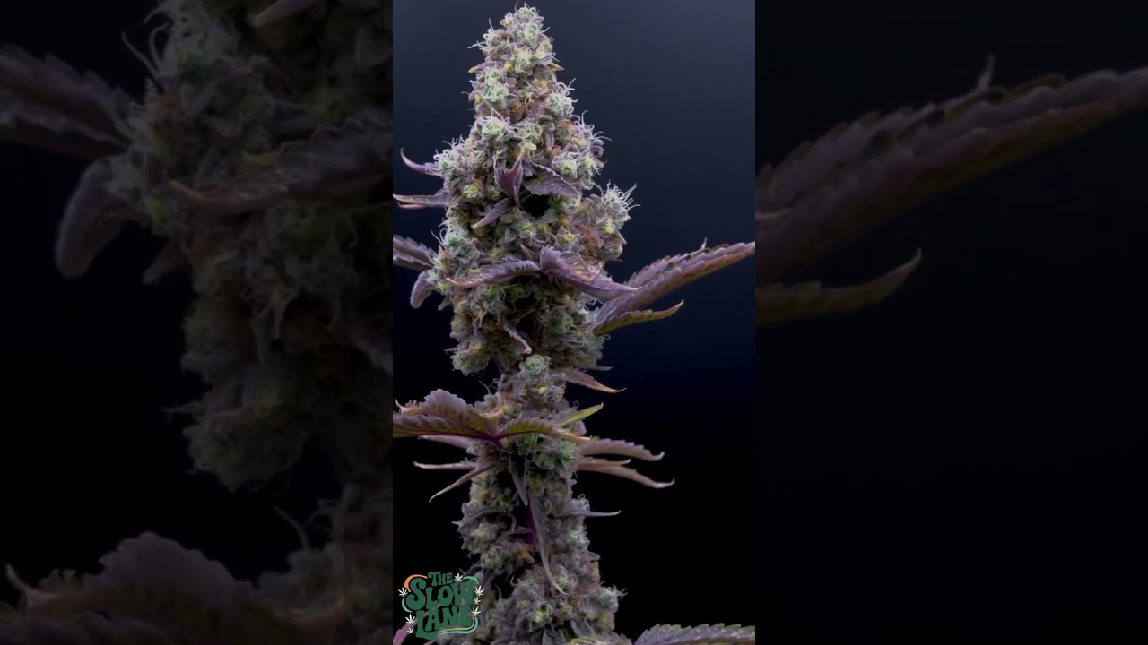 Orange Kush Cake — фенотип № 1 | Slow Lane Spin (Ethos Genetics)