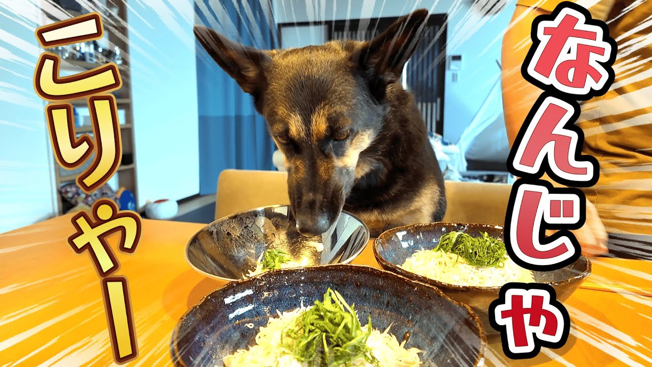 釜揚げしらす丼を作ったら、愛犬の反応がクセ強すぎましたw【ジャーマンシェパード】