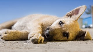 🤣 Lazy Dogs 🐶 Cute and Funny Animals Compilation 🐕 Funny Creatures by Funny Creatures 11,924 views 4 years ago 13 minutes, 47 seconds