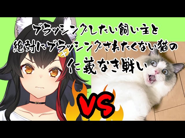 【猫vs飼い主】ブラッシングをかけた仁義なき戦いのサムネイル