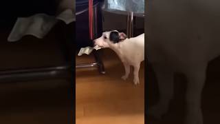 I trained him well🤣 #funny #shorts #funnyvideo #funnyanimals #funnydogs #dog