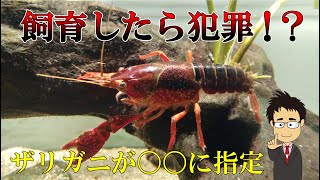 【2020年】ザリガニが特定外来生物に！？知らないと逮捕されるかもしれないザリガニ規制の最新事情【外来種】【生態系】