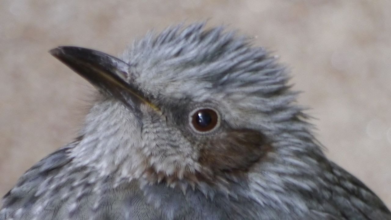 かわいい鳥たち ヒヨドリのヒー 02 穏やかな日 Cute Birds Calm Day Youtube