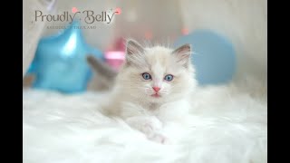 Ragdoll Kitten น้อง อู้ฟู่ 9 wks