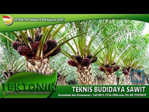 Cara Terbaik Budidaya Kebun Kelapa Sawit Berbuah Lebat Hasil Panen Melimpah | Pupuk Kelapa Sawit