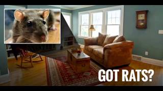Rodent Exterminator Philadelphia, PA