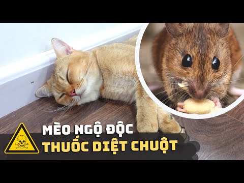 Video: Phải làm gì trong trường hợp khẩn cấp thú cưng