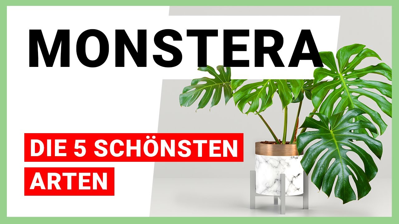 5 schöne Monstera Arten für begrüntes Wohnen
