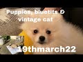 Live bluetits ,puppy &amp; vintage cat vlog 19 March 2022