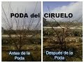 Poda del ciruelo en el Huerto. Frutal de hueso.