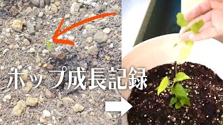 【家庭菜園】ベランダホップの成長記録【ビールづくり】#Shorts