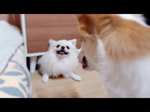 [legend]-the-dynamics-of-pomeranian-and-welsh-corgi-｜-cute-♥-funny-dog-video