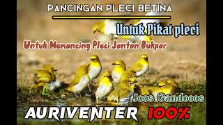 Pancingan Pleci Auri | Suara Pikat Pleci 100% Joos...