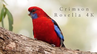 Crimson Rosella 4K - Iconic Australian Birds