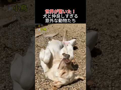 世界が驚いた犬の意外な友達 #動物 #感動 #友情