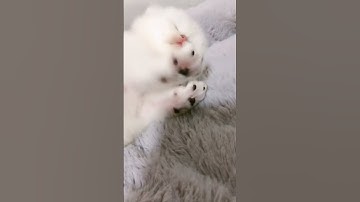 Must Watch Cat Videos 2021| Baby Cats - Cute and Funny Cat Videos Compilation #Baby-cats-KKS #Short