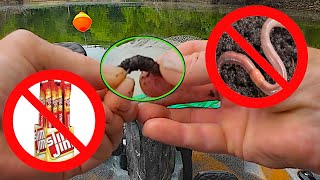 The Best Bluegill Bait Is Not Worms Or Slim Jims... Its This