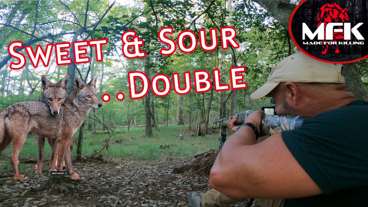 Sweet & Sour Double Two Coyotes Come In Hot!!!