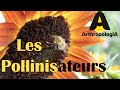 Biodiversit  agriculture  pollinisateurs  episode 2  partie 3  srie du vivant dans les champs