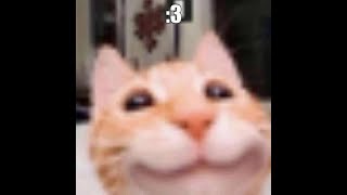 the_meow_song.mp4
