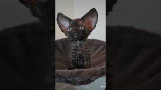 Alien... #cat