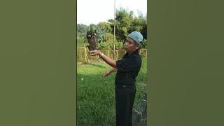 cara membebaskan burung cabak iblis ke habitatnya