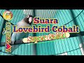 Suara Lovebird Cobalt Super Galak Mp3 - Mp4 Download