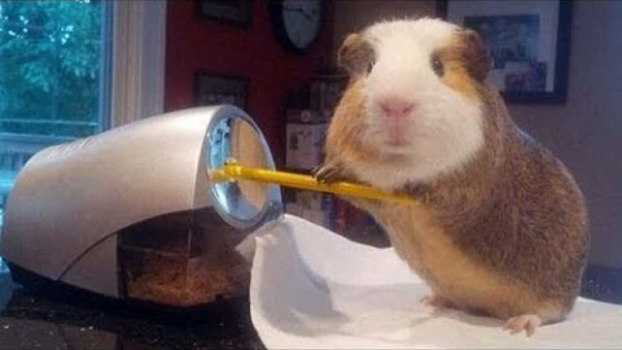 Funny And Cute Guinea Pig Videos #2 - Compilation 2018
