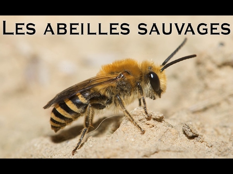 Les abeilles sauvages