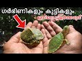 രണ്ടു അടിപൊളി ആമകളെ മേടിച്ചു🐢 💥🔥 | How To make a turtle pond | Malayalam