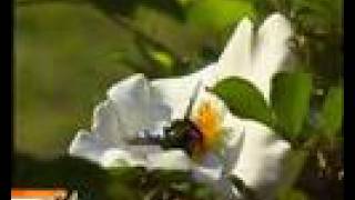 Bird Release Lipu Burcina Liberazione Rapaci