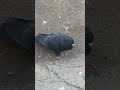 Голуби Армении #Голуби #бойные #высоколетные #игровые #pigeons