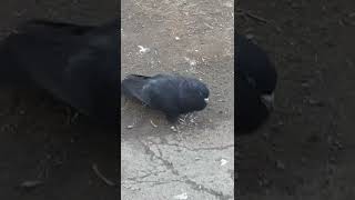 Голуби Армении #Голуби #бойные #высоколетные #игровые #pigeons