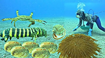 Quá Trời Con TÔM TÍCH To Khủng Phát Hiện Ổ Hải sản Đắt tiền Lặn Biển Theo Những Điểm Chà |  P 697