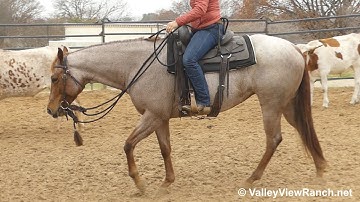 Good Southern Gentry - working cows! - ValleyViewRanch.net