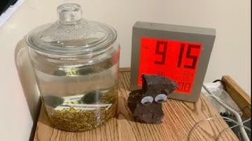 The Freedom of Uselessness | Part 229 | By Samuel Felinton and Declan Mungovan