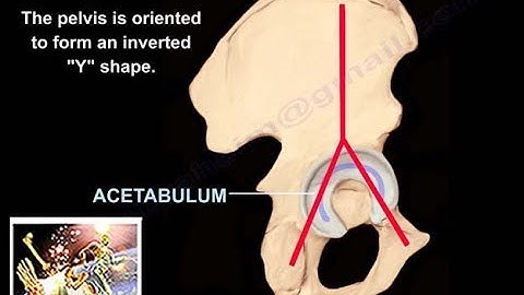 Anatomy Of The Acetabulum - Everything You Need To Know - Dr. Nabil Ebraheim