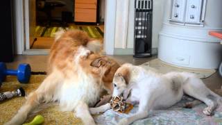 Borzois playing by SalsaTheBorzoi 15,747 views 9 years ago 3 minutes, 24 seconds