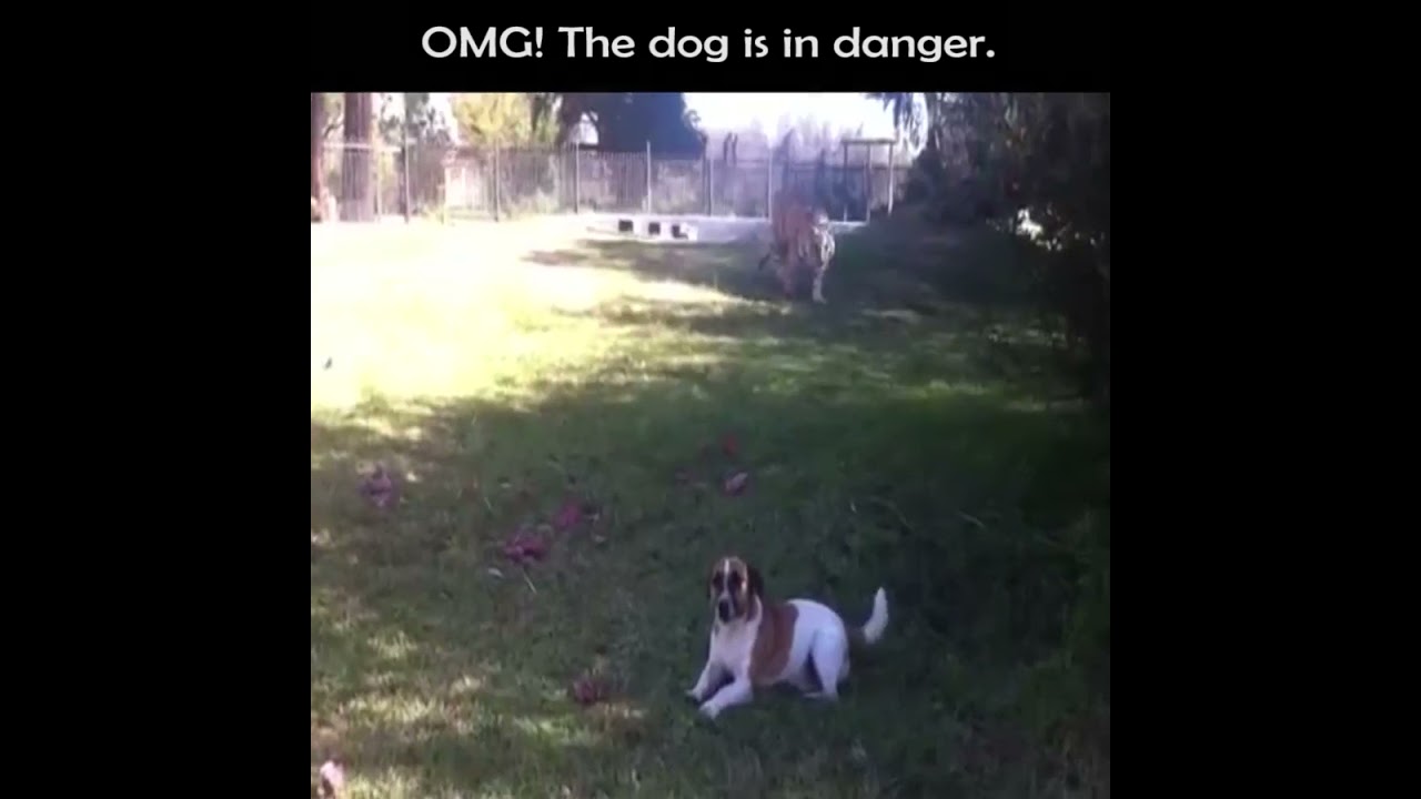 Download OMG! Tiger wants attack on the dog | Tiger vs Dog | Shocking video
