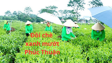 Hòa mình vào không gian yên bình trên đồi chè xanh ở xã Phúc Thuận | SATYKA