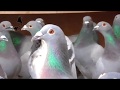 Merry Christmas - Pigeons Condition 21st December