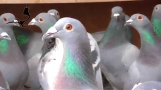 Merry Christmas  Pigeons Condition 21st December