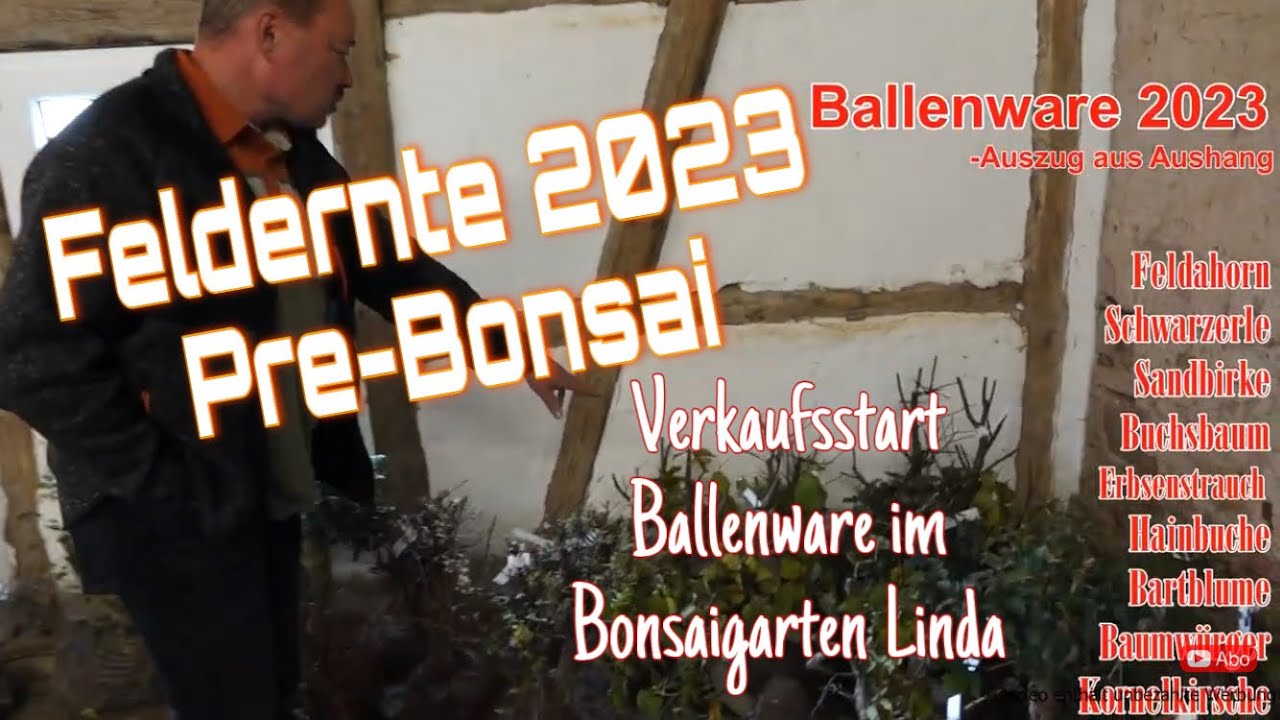 große birkenfeige kaufen Birkenfeige kaufen | Ficus 'Danielle'